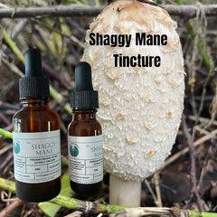 Shaggy Mane Double Extract Tincture
