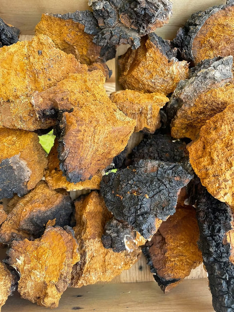 Chaga Chunks - Alaskan