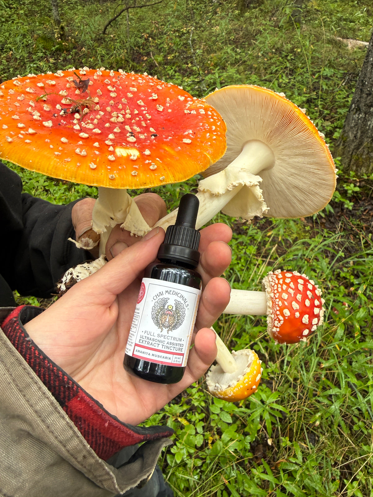 Amanita Muscaria Ultrasonic Assisted Extract Tincture