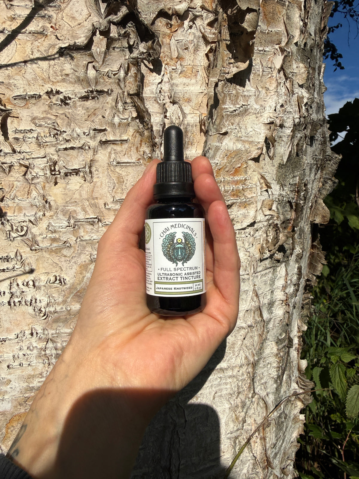 Japanese Knotweed Ultrasonic Assisted Extract Tincture