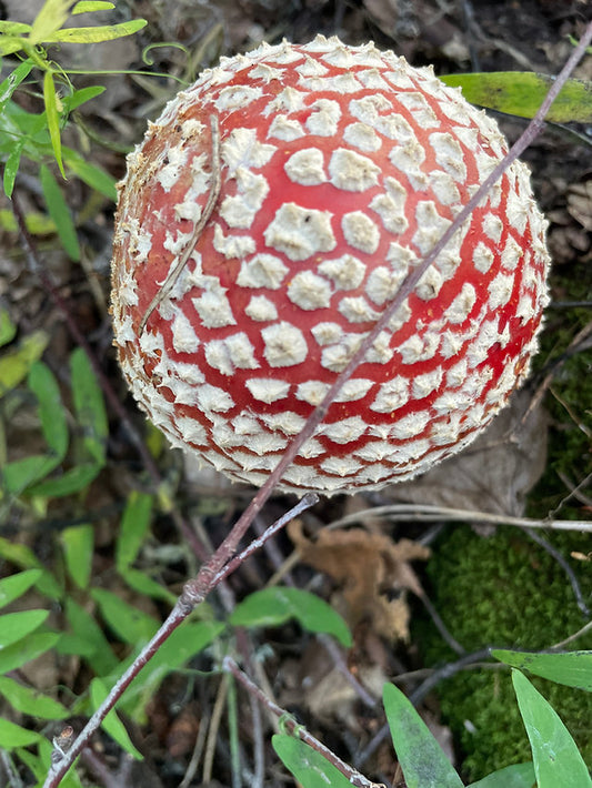 Amanita Muscaria Dried Mushroom Caps